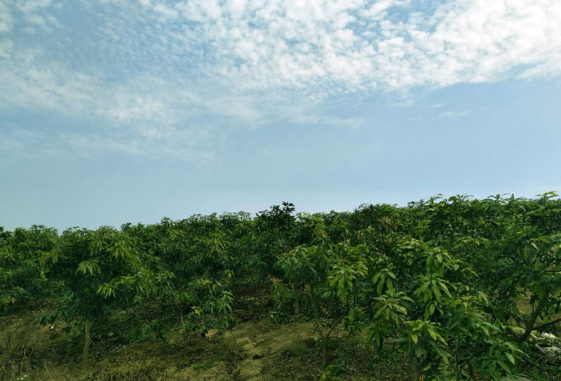 愛普豐澤晟華：為農(nóng)服務(wù)，我們是快樂(lè)的